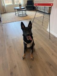 Found/Stray Male Dog last seen Walmart, Princeton, TX 75407