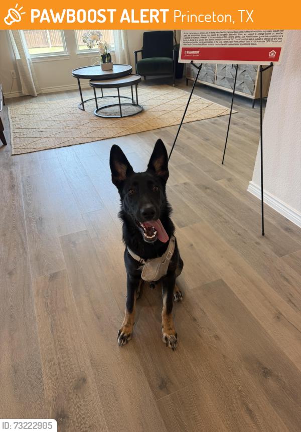 Found/Stray Male Dog last seen Walmart, Princeton, TX 75407