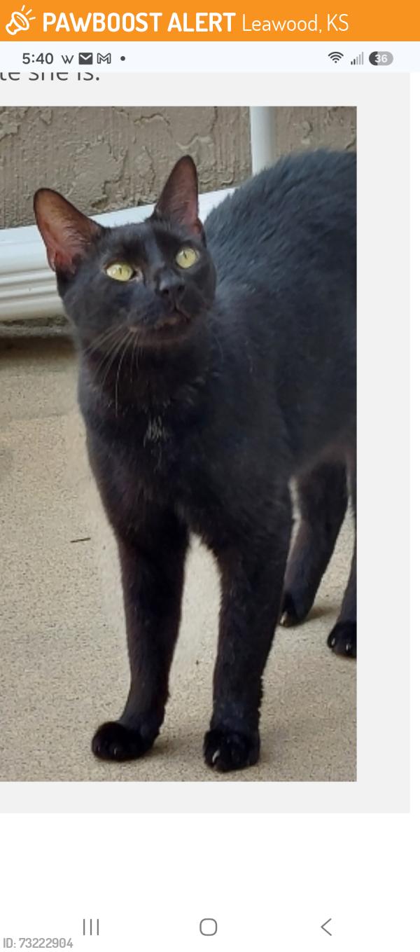 Found/Stray Female Cat last seen 127th and Metcalf in Overland Park, directly east of St. Luke's South hosp, Leawood, KS 66209