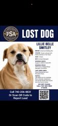Lost Female Dog last seen Bethel Road and Silver Globe Road, Marietta, OH 45750