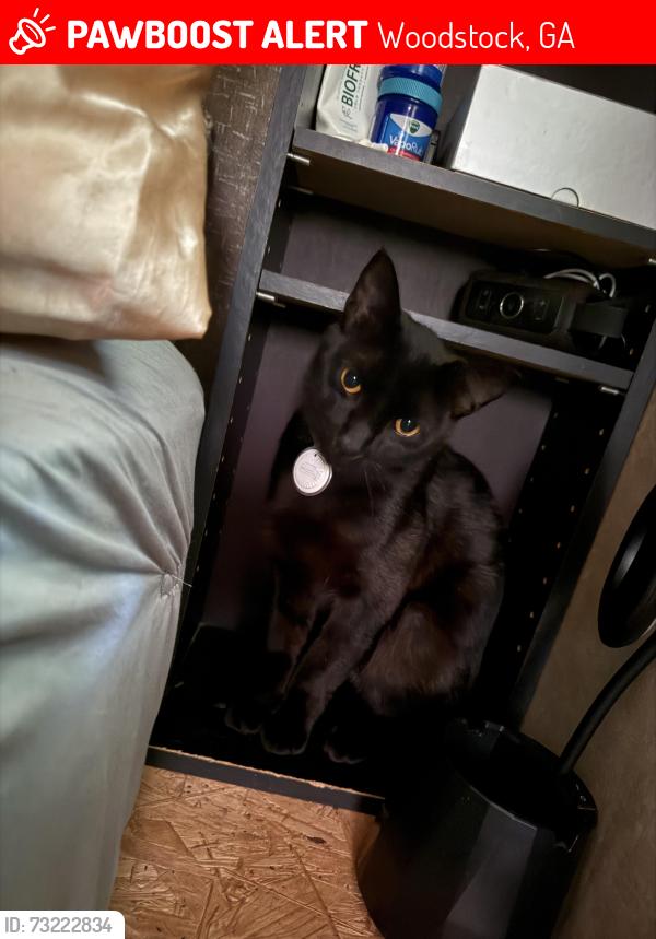 Lost Male Cat last seen Hertz rental and Krispy Kreme Doughnuts, Woodstock GA, Woodstock, GA 30066