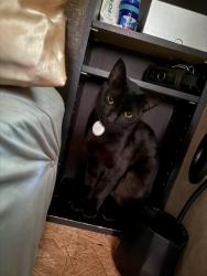 Lost Male Cat last seen Hertz rental and Krispy Kreme Doughnuts, Woodstock GA, Woodstock, GA 30066