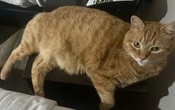 Lost Male Cat last seen La Costa St. & Little Easy St., Sparks, NV 89436