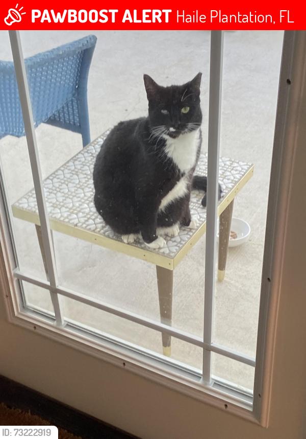 Lost Unknown Cat last seen SW 52nd Avenue, Haile Plantation, FL 32608