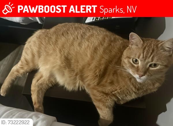 Lost Male Cat last seen La Costa St. & Little Easy St., Sparks, NV 89436