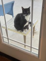 Lost Unknown Cat last seen SW 52nd Avenue, Haile Plantation, FL 32608