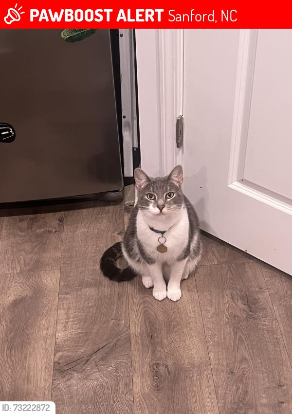 Lost Male Cat last seen Second entrance end of David Hill Dr, Sanford, NC 27330