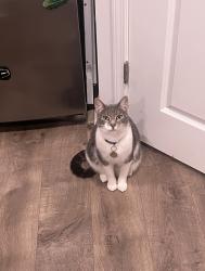 Lost Male Cat last seen Second entrance end of David Hill Dr, Sanford, NC 27330