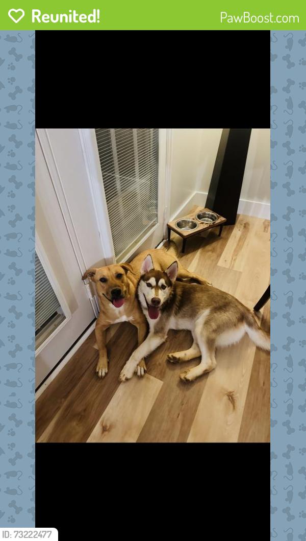 Reunited Male Dog last seen Royal Harbour Cir, Tennessee 37363, USA, Hamilton County, TN 37363