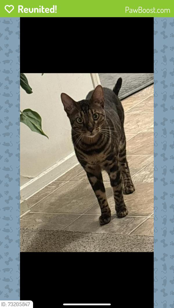 Reunited Male Cat last seen Near Gelsons, Dana Point, CA 92629
