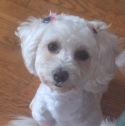 Lost Female Dog last seen Near s 20th ave, Maywood, IL 60153