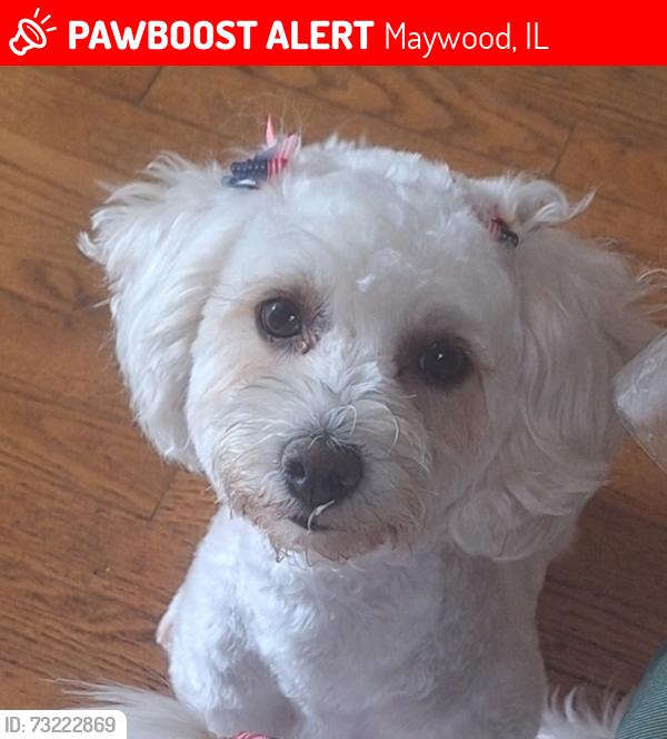 Lost Female Dog last seen Near s 20th ave, Maywood, IL 60153