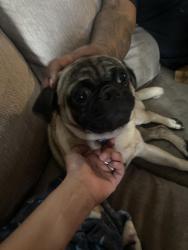 Reunited Male Dog last seen Aransas Ave & Piedmont, San Antonio, TX 78203
