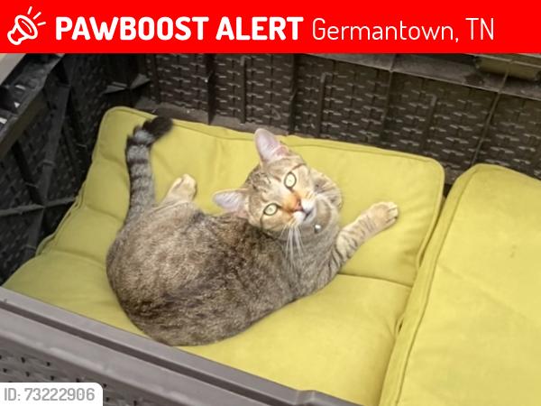 Lost Male Cat last seen Oakleigh and Sweet Oaks, Germantown, TN 38138