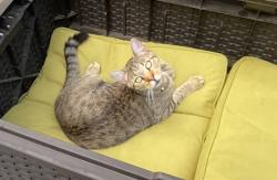 Lost Male Cat last seen Oakleigh and Sweet Oaks, Germantown, TN 38138