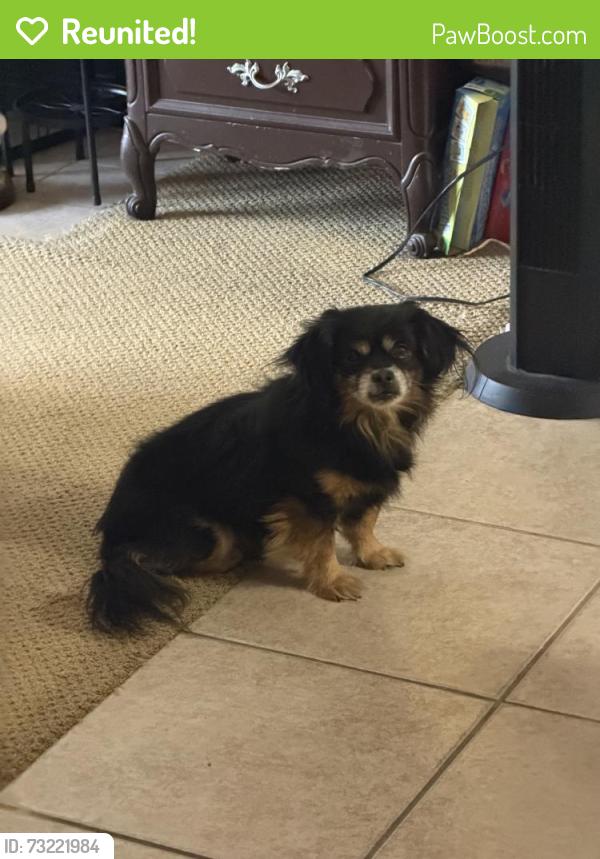Reunited Male Dog last seen Near Dunbeck Ct, Las Vegas, NV 89156, USA, Las Vegas, NV 89156