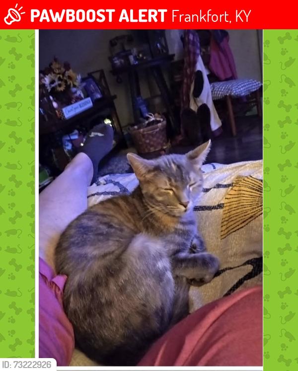 Lost Female Cat last seen Owenton ave Frankfort Kentucky 40601, Frankfort, KY 40601