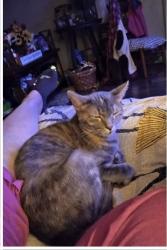 Lost Female Cat last seen Owenton ave Frankfort Kentucky 40601, Frankfort, KY 40601