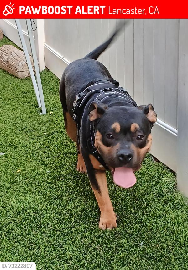 Lost Female Dog last seen Kettering/ 12th w, Lancaster, CA 93534