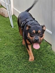 Lost Female Dog last seen Kettering/ 12th w, Lancaster, CA 93534