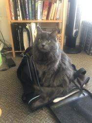Reunited Female Cat last seen Sawgrass Dr., Santa Ana, CA 92706, USA, Santa Ana, CA 92706
