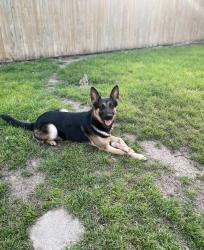 Reunited Male Dog last seen By Roosevelt high school, San Antonio, TX 78218