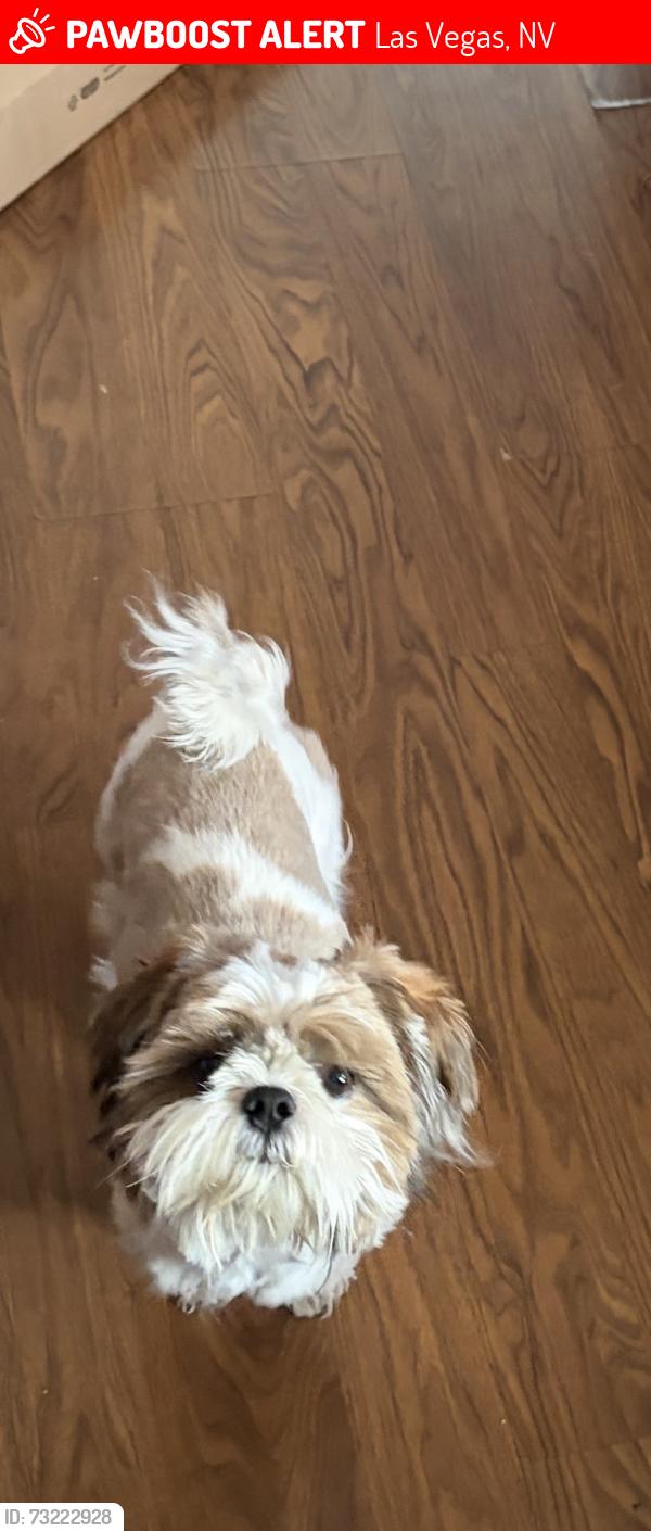 Lost Male Dog last seen Tamarus n white, Las Vegas, NV 89119