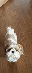 Lost Male Dog last seen Tamarus n white, Las Vegas, NV 89119