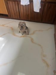 Reunited Female Dog last seen Near Halsey St, Orlando, FL 32839, USA, Orlando, FL 32839