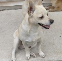 Reunited Male Dog last seen Near a elementary school and gibs spraw road, San Antonio, TX 78218