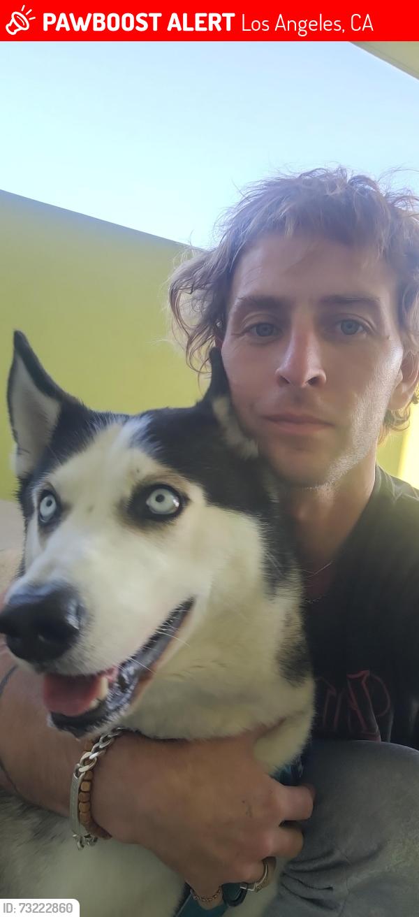 Lost Male Dog last seen 3rd st and la cienega st, Los Angeles, CA 90048