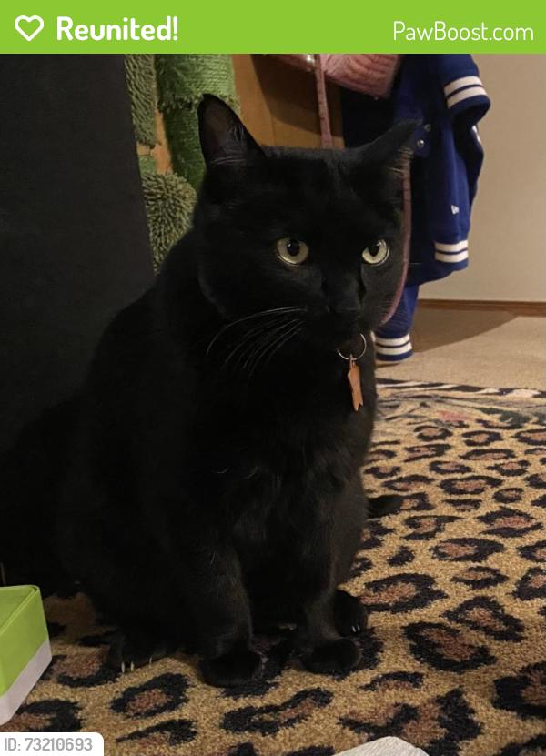 Reunited Male Cat last seen Shefford Rutledge and Covington, Wichita, KS 67209