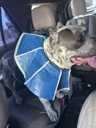 Found/Stray Unknown Dog last seen Texas burger on 52nd, Odessa, TX 79762