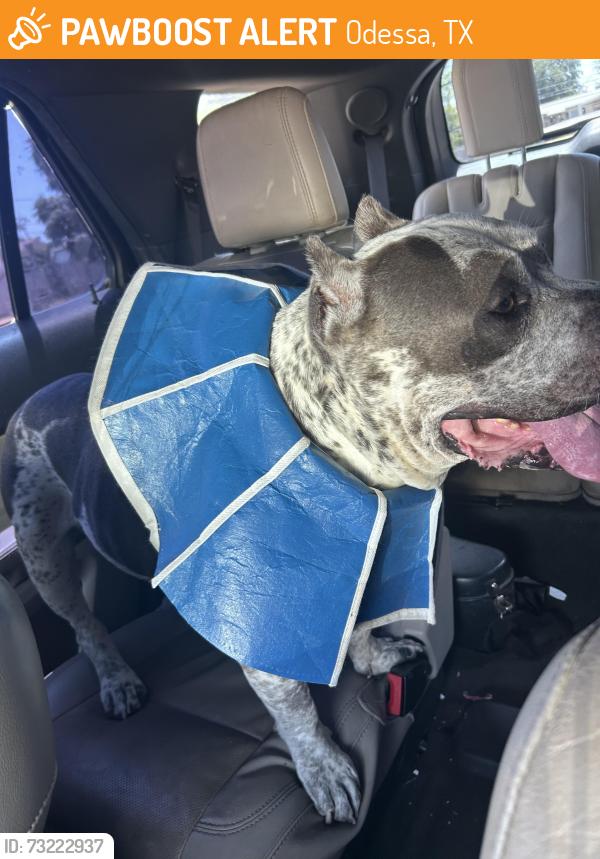 Found/Stray Unknown Dog last seen Texas burger on 52nd, Odessa, TX 79762