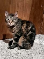 Found/Stray Female Cat last seen Midwest Ave N and Hudson Blvd., Lake Elmo, MN 55042