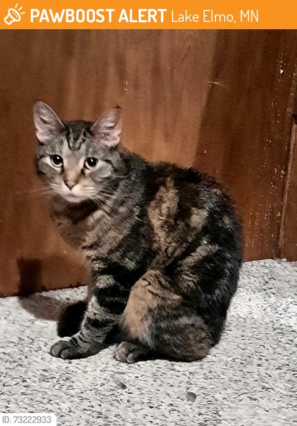 Found/Stray Female Cat last seen Midwest Ave N and Hudson Blvd., Lake Elmo, MN 55042