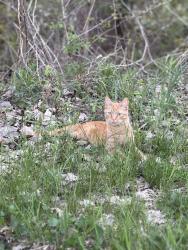 Lost Male Cat last seen Near victory street, Windsor, ON N9J 3Y4