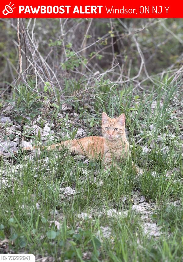 Lost Male Cat last seen Near victory street, Windsor, ON N9J 3Y4