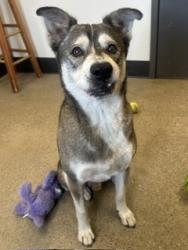 Shelter Stray Male Dog last seen Near E 55, 4th District, OH, 9203 Detroit Ave, Cleveland, OH 44102, USA