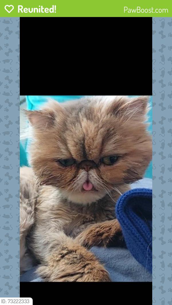 Reunited Female Cat last seen Lemona St and Plummer St, North Hills, CA, Los Angeles, CA 91343