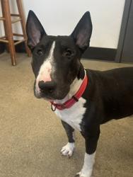 Shelter Stray Male Dog last seen W Blvd & Bernard, 1st District, OH, 9203 Detroit Ave, Cleveland, OH 44102, USA
