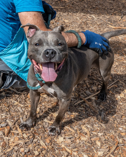 Shelter Stray Female Dog last seen , Other - Out of County, GA, 3280 Chamblee Dunwoody Rd, Chamblee, GA 30341, USA