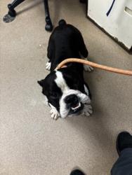 Shelter Stray Male Dog last seen Near Larkspur Terrace Decatur, GA 30032, 30032, GA, 3280 Chamblee Dunwoody Rd, Chamblee, GA 30341, USA