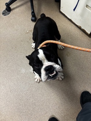 Shelter Stray Male Dog last seen Near Larkspur Terrace Decatur, GA 30032, 30032, GA, 3280 Chamblee Dunwoody Rd, Chamblee, GA 30341, USA