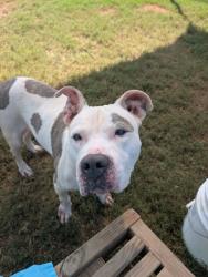 Shelter Stray Female Dog last seen Near Chattahoochee Cir, Roswell,, 1251 Fulton Industrial Blvd NW, Atlanta, GA 30336, USA