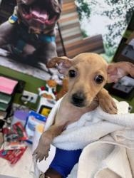 Shelter Stray Female Dog last seen Washington Rd and Sir Henry St., East Point, GA, 1251 Fulton Industrial Blvd NW, Atlanta, GA 30336, USA