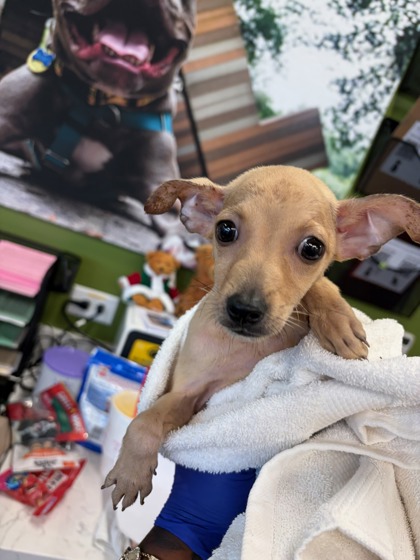 Shelter Stray Female Dog last seen Washington Rd and Sir Henry St., East Point, GA, 1251 Fulton Industrial Blvd NW, Atlanta, GA 30336, USA