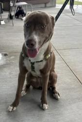 Shelter Stray Female Dog last seen Washington Road and Roosevelt Hwy, College Park, GA, 1251 Fulton Industrial Blvd NW, Atlanta, GA 30336, USA