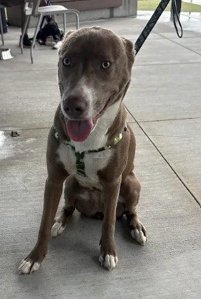 Shelter Stray Female Dog last seen Washington Road and Roosevelt Hwy, College Park, GA, 1251 Fulton Industrial Blvd NW, Atlanta, GA 30336, USA
