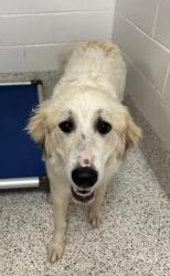 Shelter Stray Female Dog last seen Near North Avenue, Hapeville, GA, 1251 Fulton Industrial Blvd NW, Atlanta, GA 30336, USA